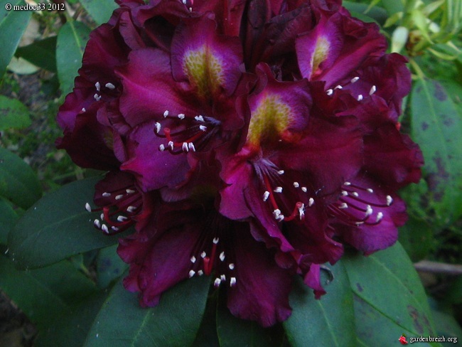 Rhododendron - espèces, variétés, floraisons GBPIX_photo_524203