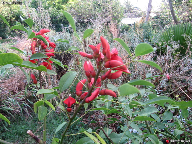plantes à floraisons rouges GBPIX_photo_528146
