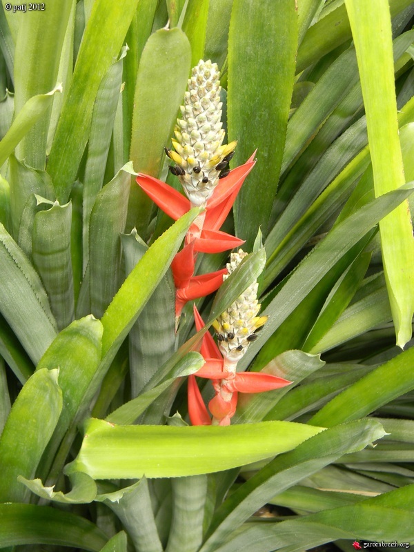 Aechmea bromeliifolia  GBPIX_photo_531091