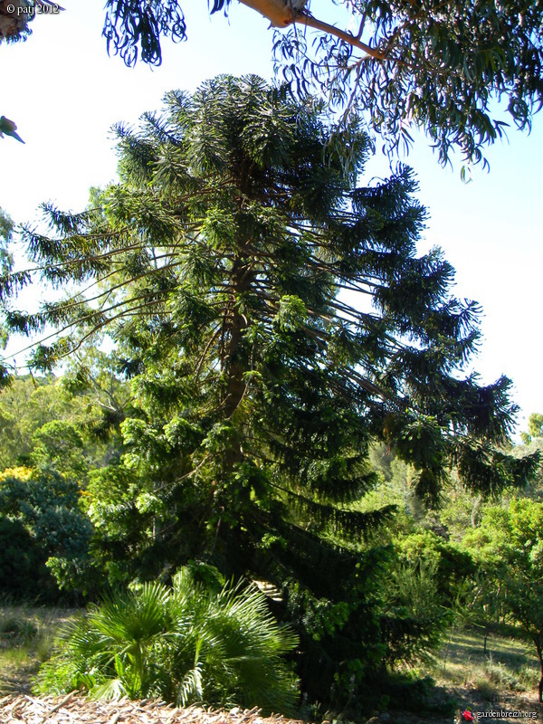 Araucaria bidwillii  GBPIX_photo_532428