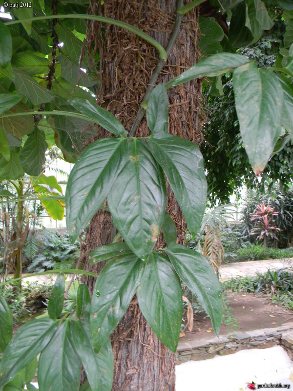 Syngonium - le genre GBPIX_photo_534460