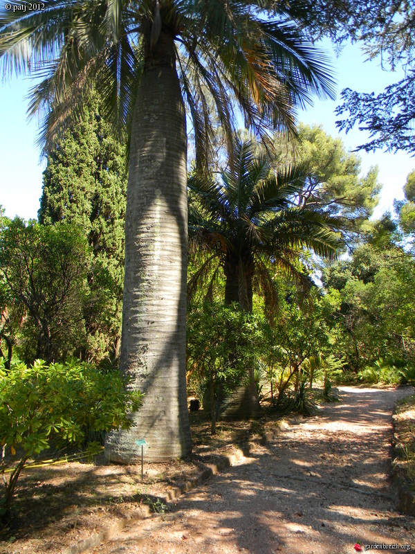 Vieilles propriétés et vieux jardins méditerranéns  - Page 2 GBPIX_photo_536169