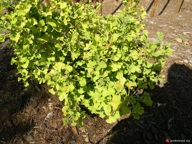 Ginkgo biloba - arbre aux quarante écus - Page 8 GBPIX_photo_538546