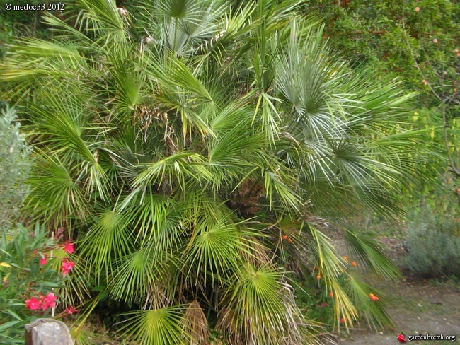 les palmiers préférés GBPIX_photo_540845
