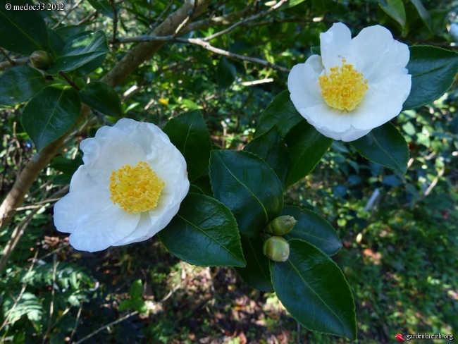 Les Camellias: variétés, floraison, culture. Saison 2012 - 2013 GBPIX_photo_545943