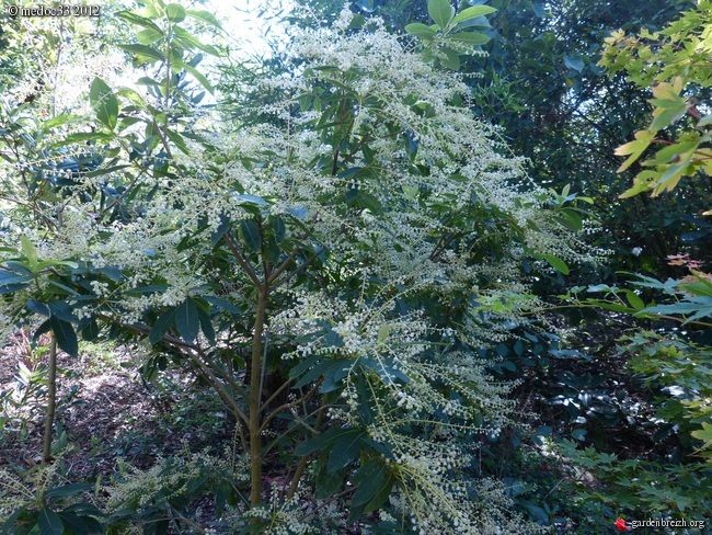 Mon jardin Médocain, quelques vues au fil du temps GBPIX_photo_545976