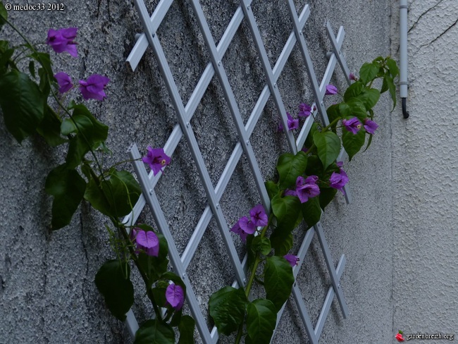 Mon jardin Médocain, quelques vues au fil du temps GBPIX_photo_545985