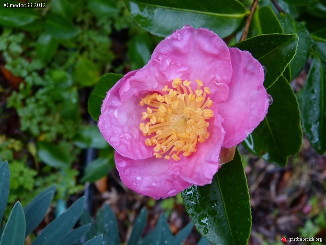 Les Camellias: variétés, floraison, culture. Saison 2012 - 2013 GBPIX_photo_546199