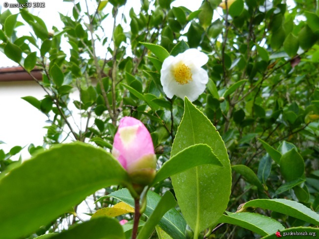 Les Camellias: variétés, floraison, culture. Saison 2012 - 2013 GBPIX_photo_546710