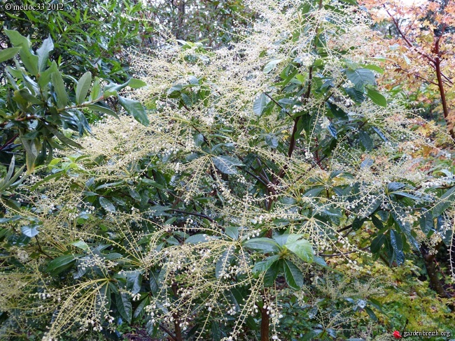 Mon jardin Médocain, quelques vues au fil du temps GBPIX_photo_549956