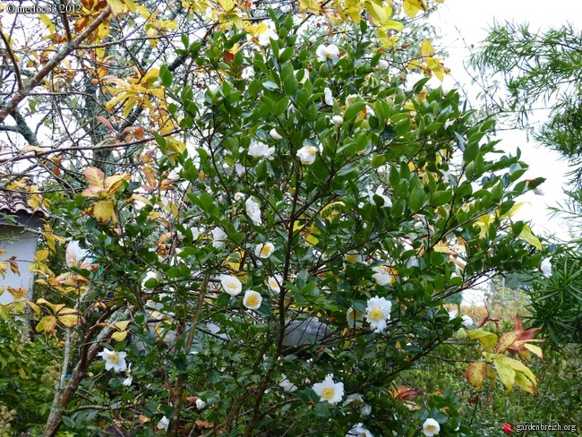 Les Camellias: variétés, floraison, culture. Saison 2012 - 2013 - Page 4 GBPIX_photo_549959