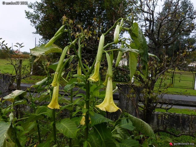 Mon jardin Médocain, quelques vues au fil du temps GBPIX_photo_549961