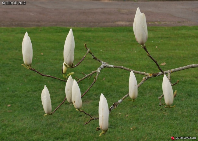 Magnolia - le genre GBPIX_photo_558034