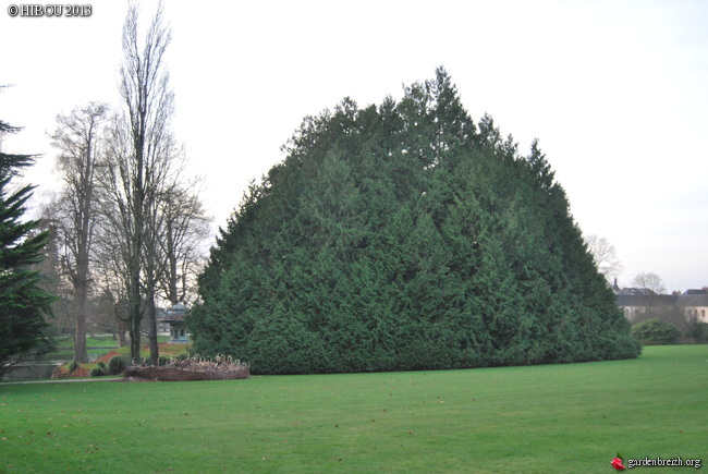 Thuja plicata - thuya géant de Californie - Page 2 GBPIX_photo_559275