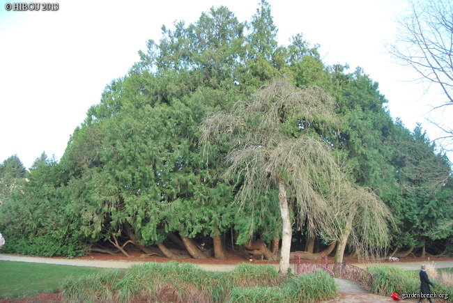 Thuja plicata - thuya géant de Californie - Page 2 GBPIX_photo_559276