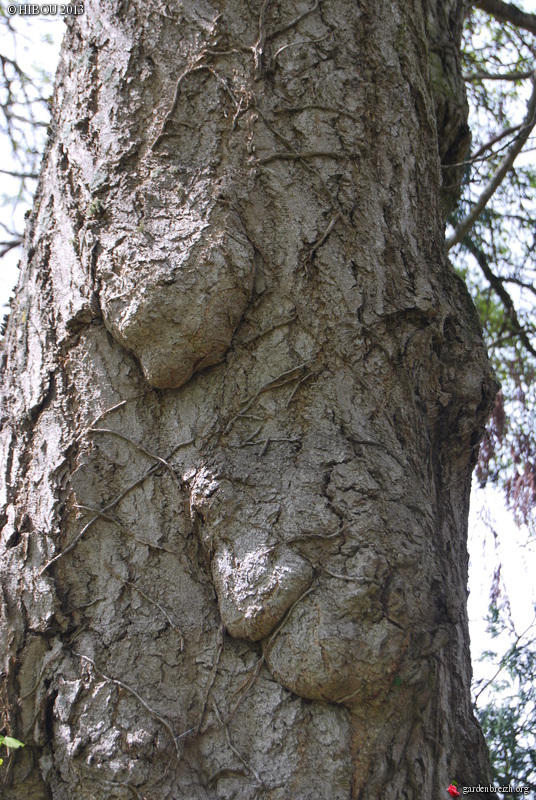 Ginkgo biloba - arbre aux quarante écus - Page 4 GBPIX_photo_560232