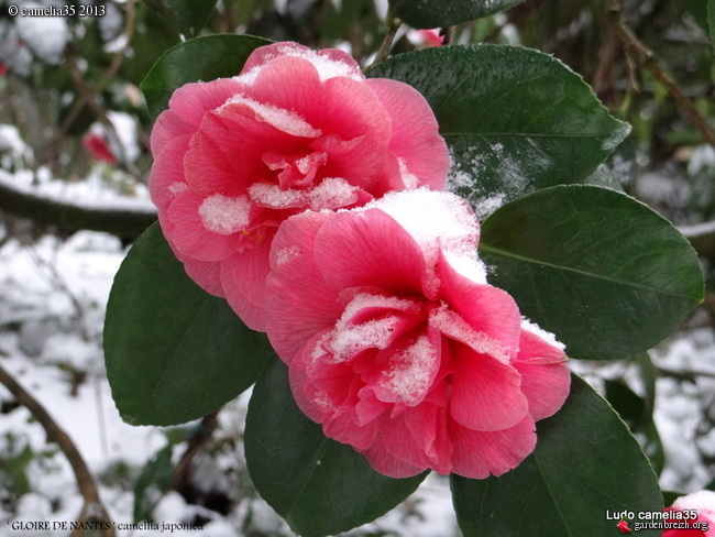 Floraisons de janvier - Page 8 GBPIX_photo_562247