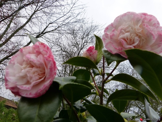 Les Camellias: variétés, floraison, culture. Saison 2012 - 2013 - Page 13 GBPIX_photo_564557
