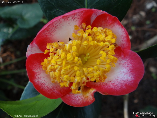 Les Camellias: variétés, floraison, culture. Saison 2012 - 2013 - Page 15 GBPIX_photo_566875