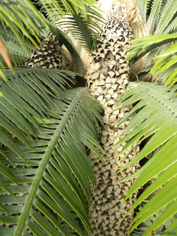 Dioon spinulosum GBPIX_photo_568010