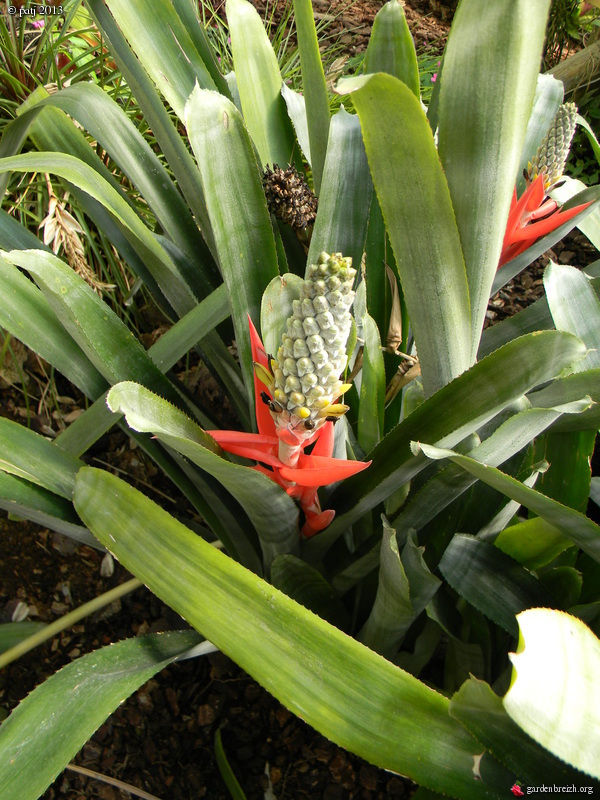 Aechmea bromeliifolia  GBPIX_photo_568031