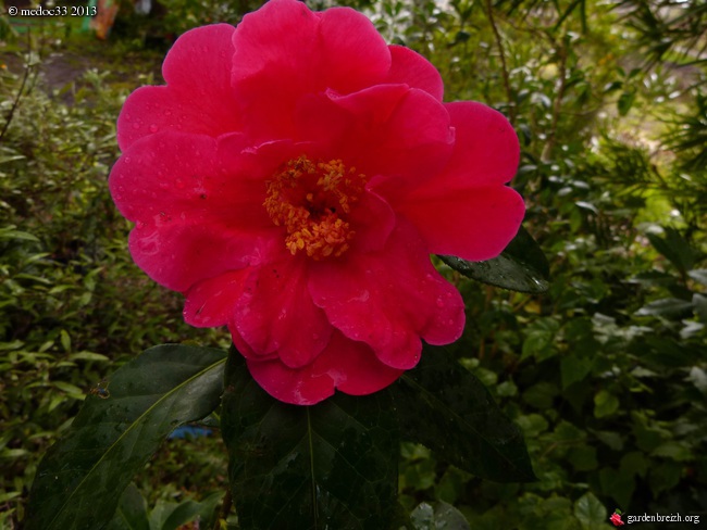 Les Camellias: variétés, floraison, culture. Saison 2012 - 2013 - Page 17 GBPIX_photo_569374