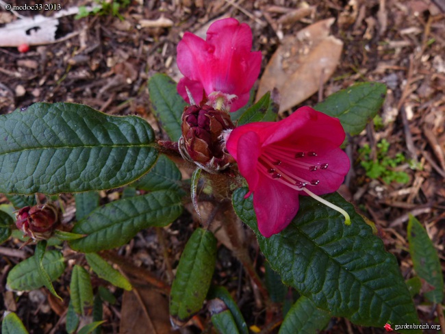 Rhododendron - espèces, variétés, floraisons - Page 2 GBPIX_photo_570192