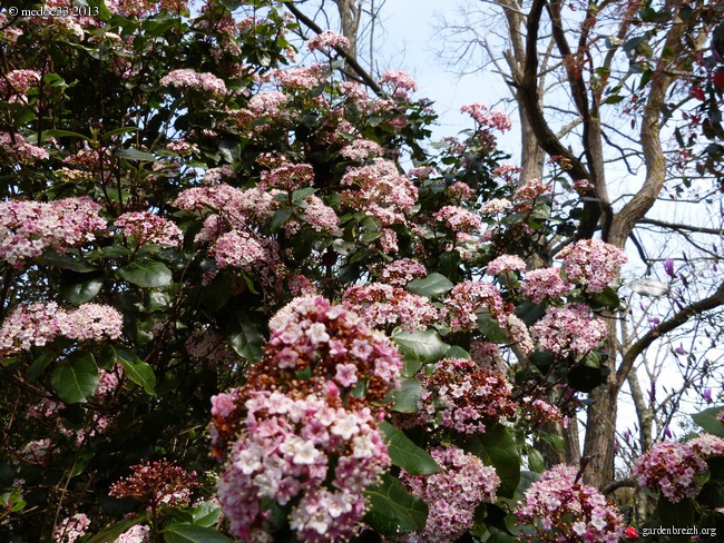 Floraisons du mois d'avril - Page 11 GBPIX_photo_571324