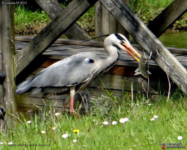 Oiseaux de nos jardins - Page 5 GBPIX_photo_573877