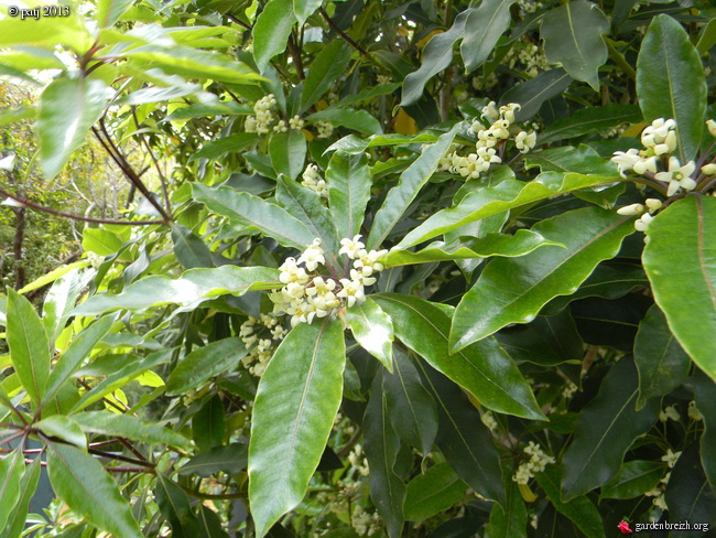 Pittosporum undulatum GBPIX_photo_574816