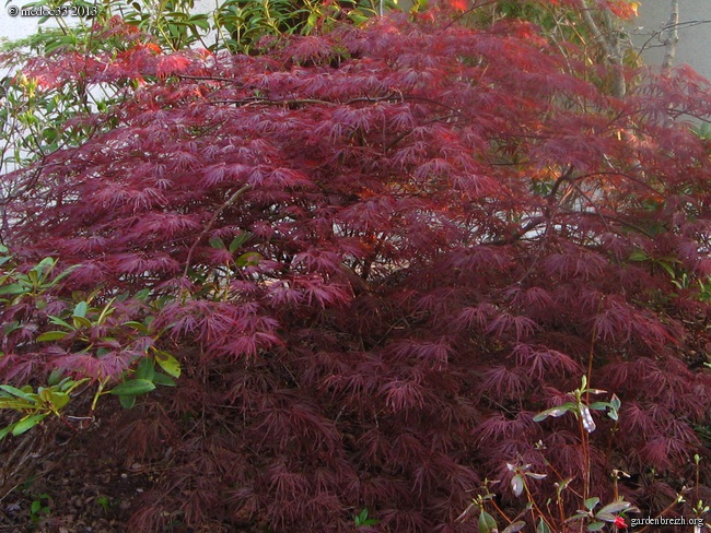 Acer palmatum GBPIX_photo_576320