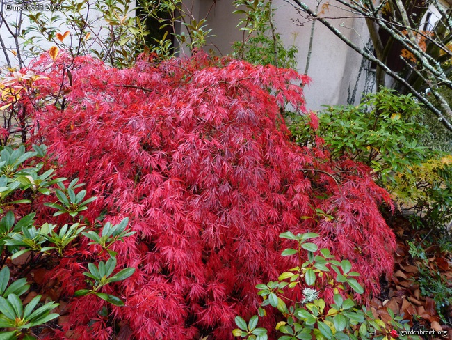 Acer palmatum GBPIX_photo_576321