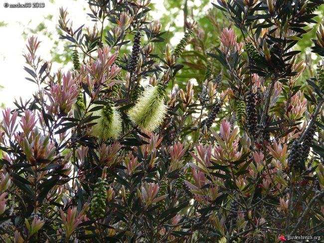 Callistemon et Melaleuca - une collection GBPIX_photo_576588