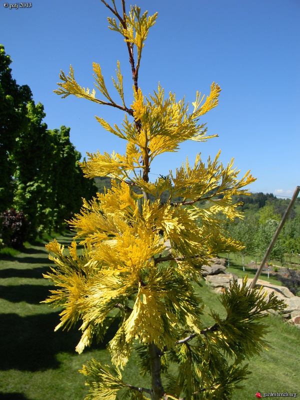 Calocedrus decurens 'Maupin'  GBPIX_photo_577081