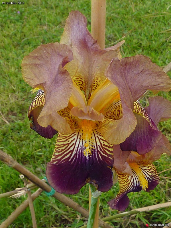 Floraisons de nos Iris barbus 2013 - Page 5 GBPIX_photo_577316