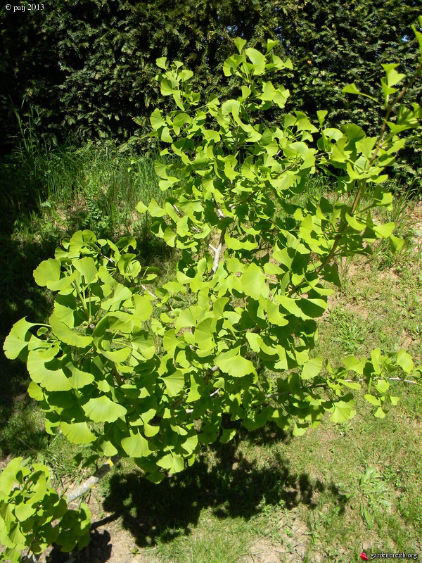 Ginkgo biloba - arbre aux quarante écus - Page 8 GBPIX_photo_577721