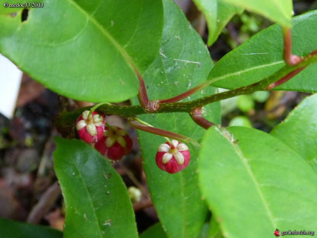 Phoebe sheareri, Bauhinia yunnannensis, Actinidia rubricaulis var coriacea, Illicium simonsii [devinette] GBPIX_photo_582429