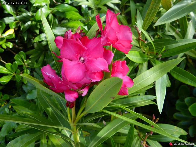  Laurier -rose (Nerium Oleander).  Culture &entretien. Photos. GBPIX_photo_584401