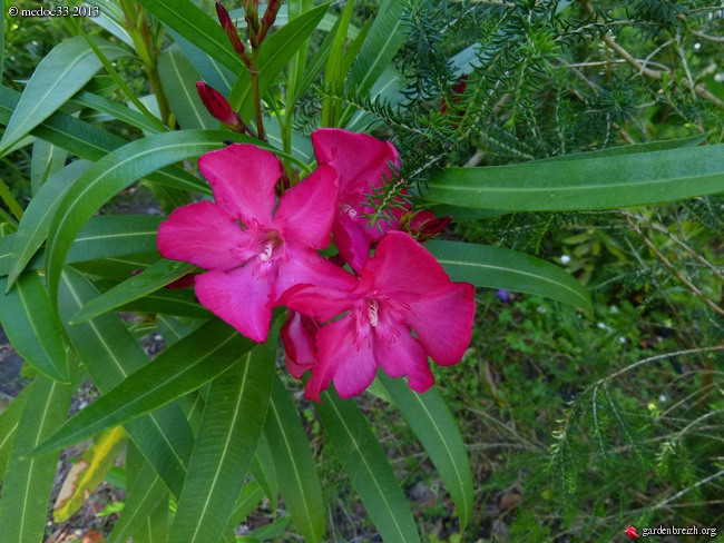  Laurier -rose (Nerium Oleander).  Culture &entretien. Photos. GBPIX_photo_584403