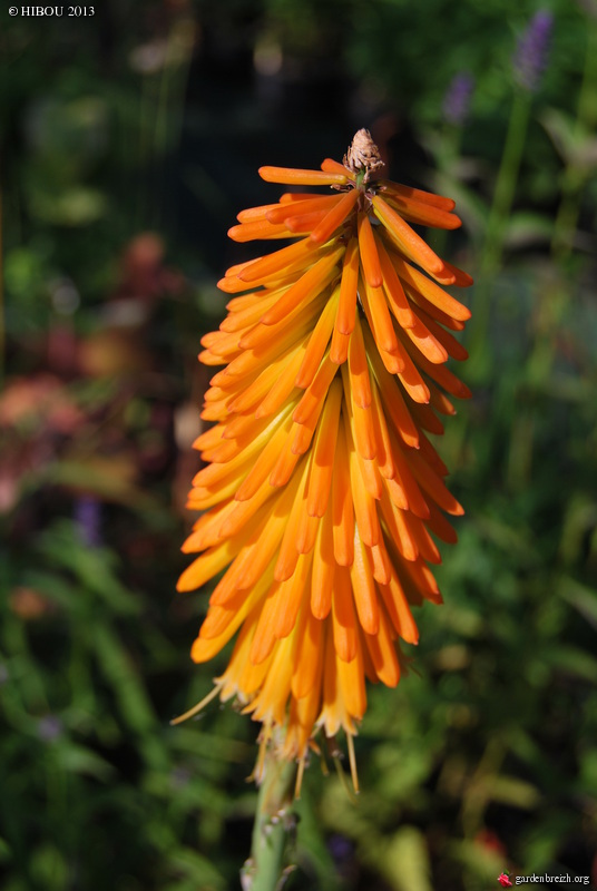 Kniphofia 'Mango Popsicle' GBPIX_photo_587750