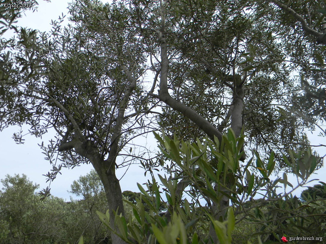 Porquerolles côté verdure  GBPIX_photo_587794