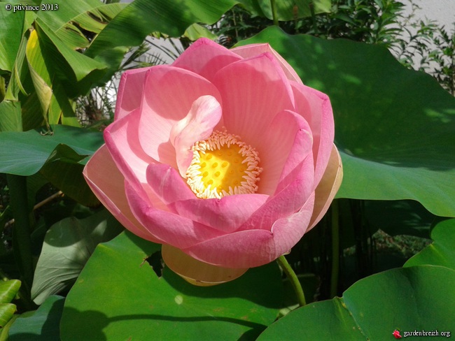 Nelumbo nucifera et horticoles - lotus sacré GBPIX_photo_590308