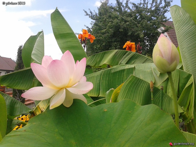 Nelumbo nucifera et horticoles - lotus sacré GBPIX_photo_590677