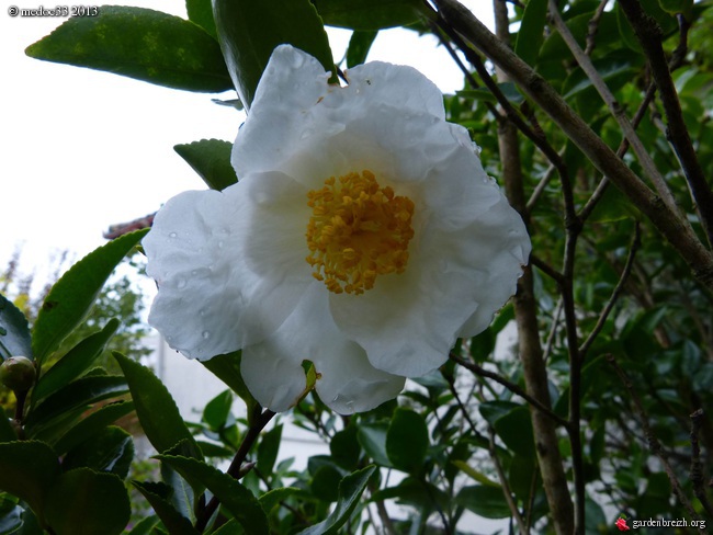 Les Camellias saison 2013-2014 GBPIX_photo_600467