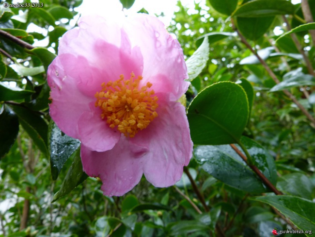 Les Camellias saison 2013-2014 GBPIX_photo_600868