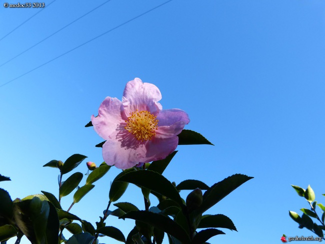 Les Camellias saison 2013-2014 GBPIX_photo_600920