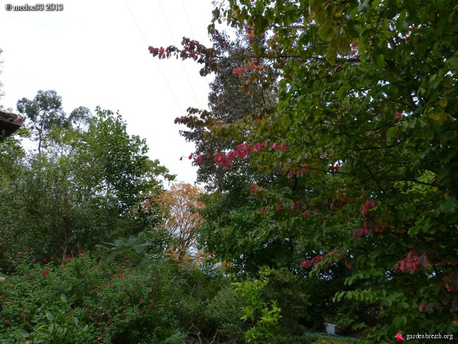 couleurs d'automne - Page 7 GBPIX_photo_601523