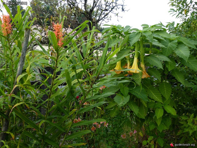 Mon jardin Médocain, quelques vues au fil du temps - Page 3 GBPIX_photo_602153