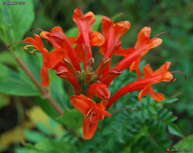 Tecoma capensis GBPIX_photo_603455