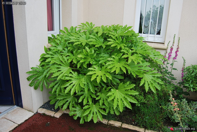 Fatsia japonica - fatsia du japon GBPIX_photo_603460